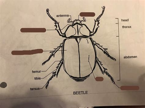 diagram  beetle anatomy quizlet