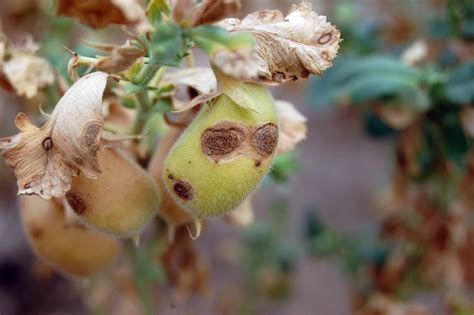 Chickpea Disease Management | CropWatch | Nebraska
