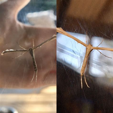 attention bug identifiers! anyone know what kinda little creature this