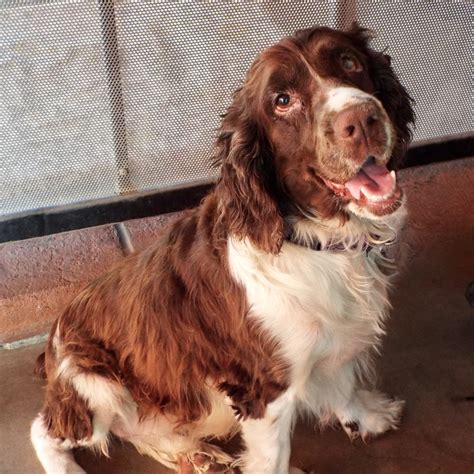 animal league of green valley 11