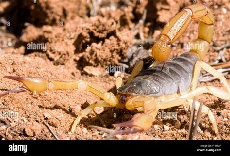 scorpion stinger  close  res stock photography  images alamy