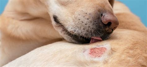 Cachorro Com Fungo Na Pele - Como identificar e tratar infecções fúngicas na pele de cachorros