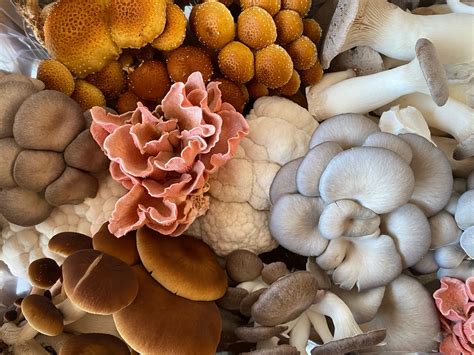 Mighty Mushrooms - RYZE Superfoods