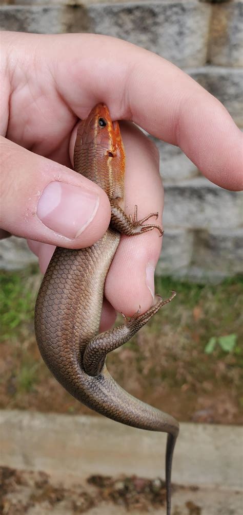 Is this a coal skink? Central to northern Virginia | Scrolller