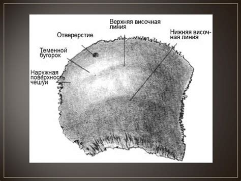 Анатомия черепа - презентация онлайн
