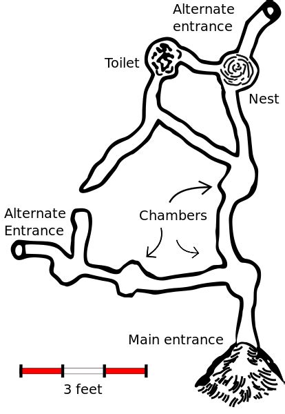 Groundhog Den Diagram