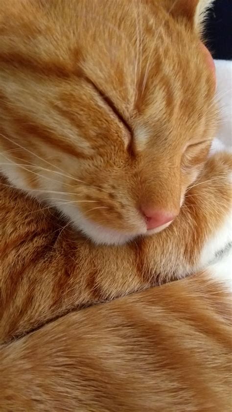 Black and orange tabby cat - peoplekery