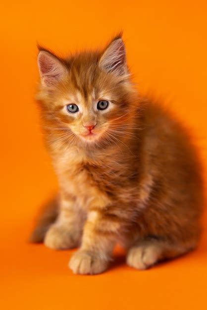 premium photo portrait  male kitten  american longhair coon cat