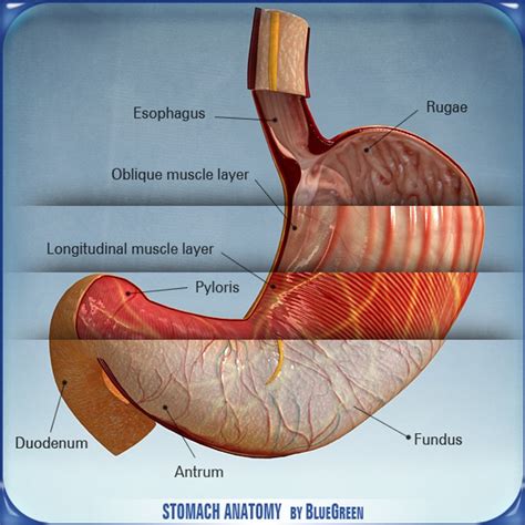 stomach anatomy  ds