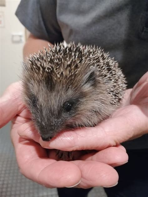 best hedgehog dirty without vet 6