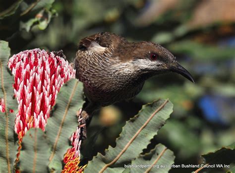 urban bushland council wa
