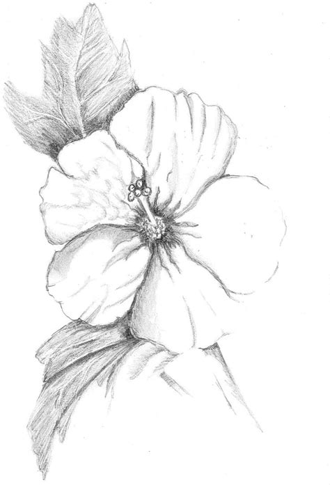 Hibiscus Flower Pencil Drawing at PaintingValley.com | Explore ...