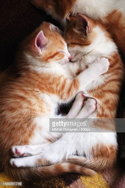 Orange Cat Cuddling Photos and Premium High Res Pictures - Getty Images