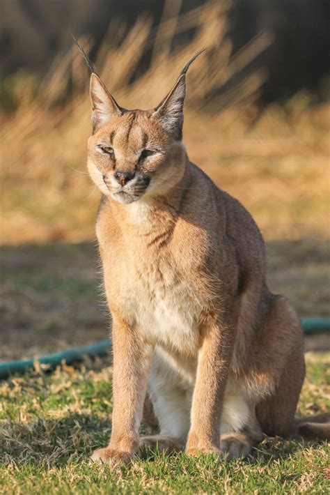 CARACALS
