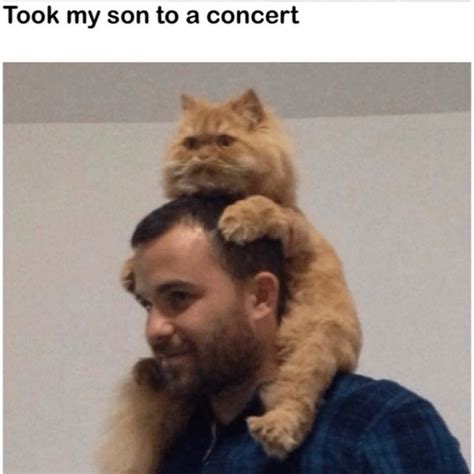 cat meme drop    clean memes