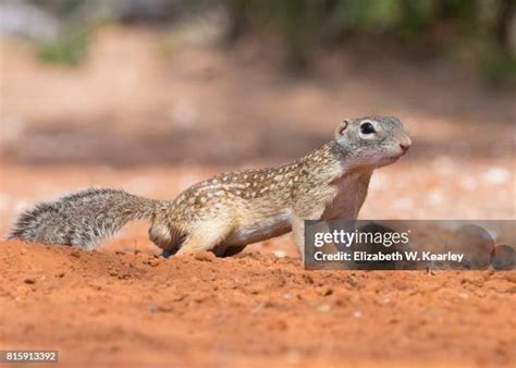ground squirrels stock  high res pictures  images