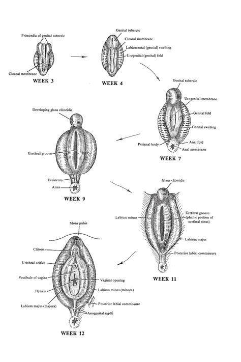 embryology  female external genitalia vulva diagram