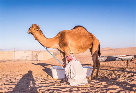 gimana rasanya daging unta  apakah manfaatnya moeslimid