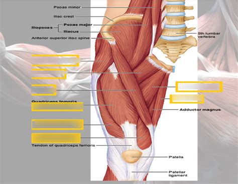 leg muscle Diagram | Quizlet