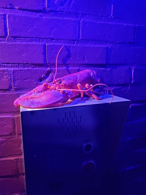 josh on Twitter: "who the fuck left a lobster at the umass observatory