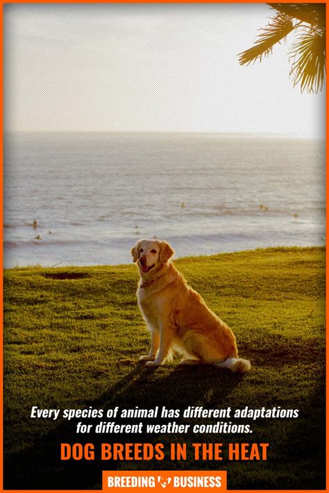 Dogs in Summer – Heat Stroke, Breed Influence, Cooling Down & FAQs