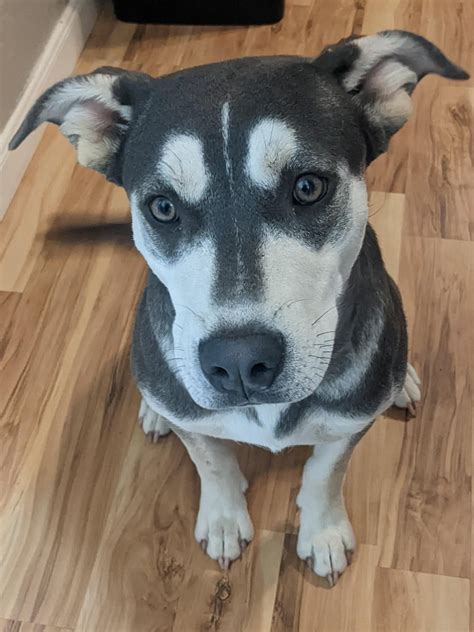 staffy husky mix   american staffordshire terrier mixes