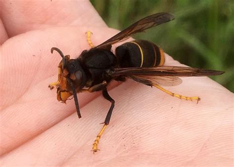 Scientists “Stunned” by Bumblebees’ Ability To Fight Off Invasive Asian ...