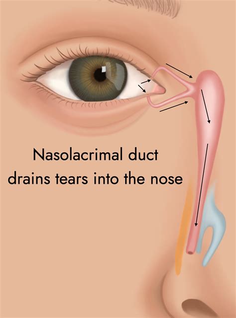 Nasolacrimal Duct Eye Model