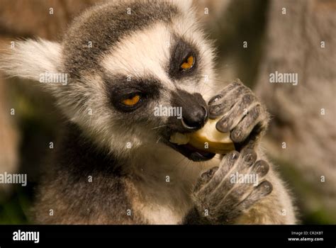 lemur eating fruit stock photo alamy