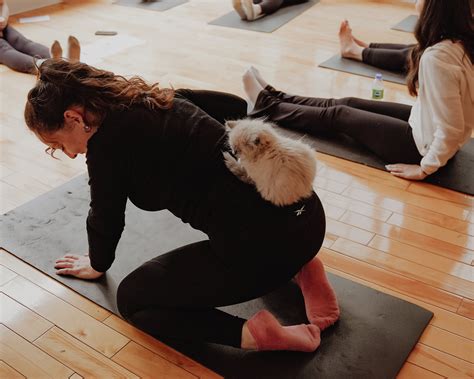 Gallery — Kitty Yoga Montreal