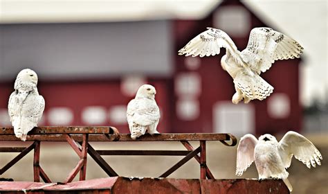 On silent wings: Can snowy owls survive a warming climate? | Canadian