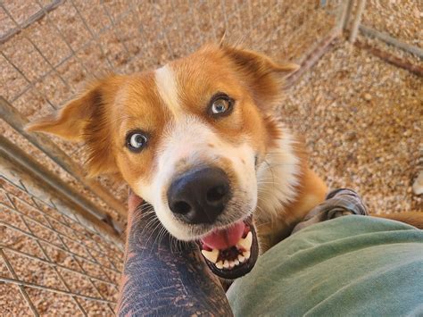 Virtual meet-and-greets will simplify finding foster dogs near me 9