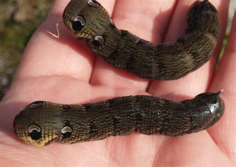 Free photo: Hawk Moth Caterpillar - Bug, Caterpillar, Grass - Free