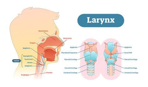 9,721 BEST Throat Anatomy IMAGES, STOCK PHOTOS & VECTORS | Adobe Stock