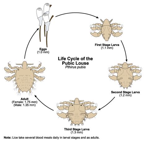 Lice | Public Health and Medical Entomology | Purdue | Biology | Entomology | Insects | Ticks ...