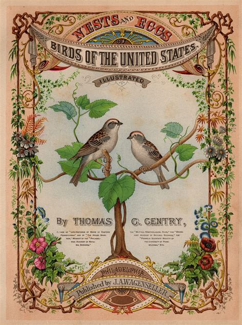 Antique Original Virginia Rail Bird 1882 Thomas G Gentry's "nest and