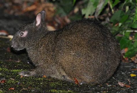 amami rabbit care sheet  bunny