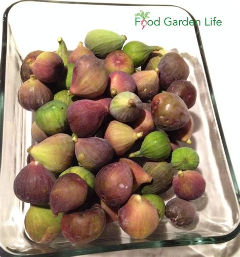 Figs Didn't Ripen? Try These Unripe Fig Recipes and Uses — Food Garden