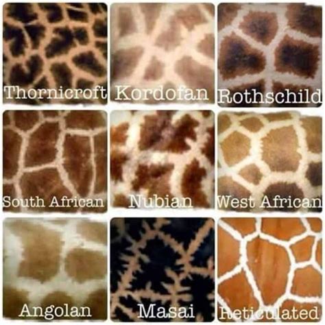Not all giraffes are the same species. Know them by their spots ...