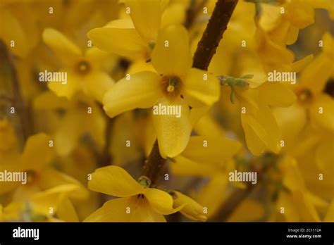 Yellow Forsythia bush in bloom Stock Photo - Alamy