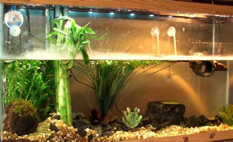 Plants For Red-Eared Slider Tank