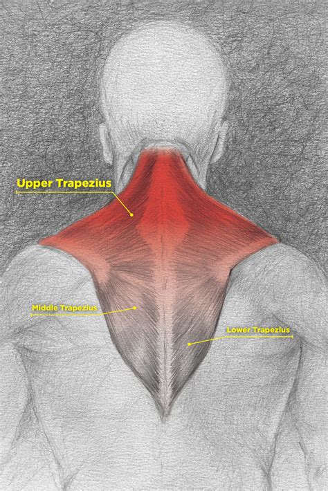 Middle Trapezius Muscle