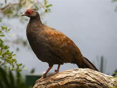 Vietnam Pheasants - National Aviary