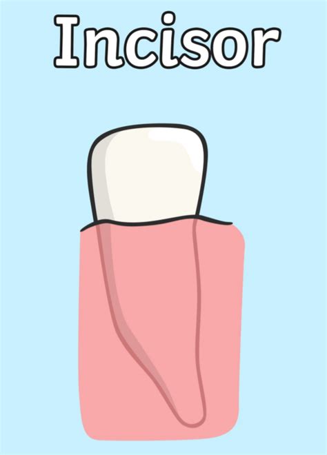 incisors answered twinkl teaching wiki