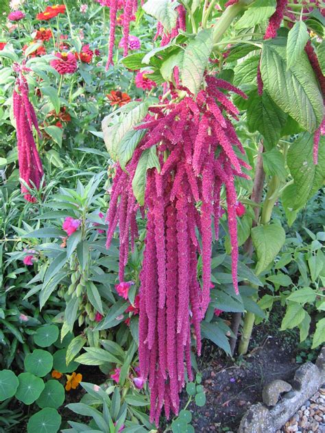 Foxtail amaranth (Amaranthus caudatus) | Feedipedia