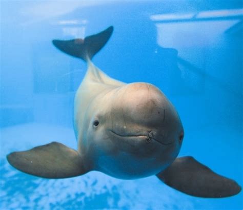 Porpoise (5e Creature) - D&D Wiki