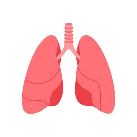 Diagram Of Lungs With Labelling 10
