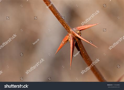 Acacia Thorns Stock Photo 114540886 | Shutterstock
