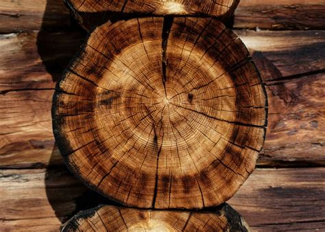 green  innovative ways  repurpose fallen trees