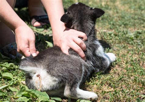 Help - There Are Worms in My Dog's Poop! What Do I Do?